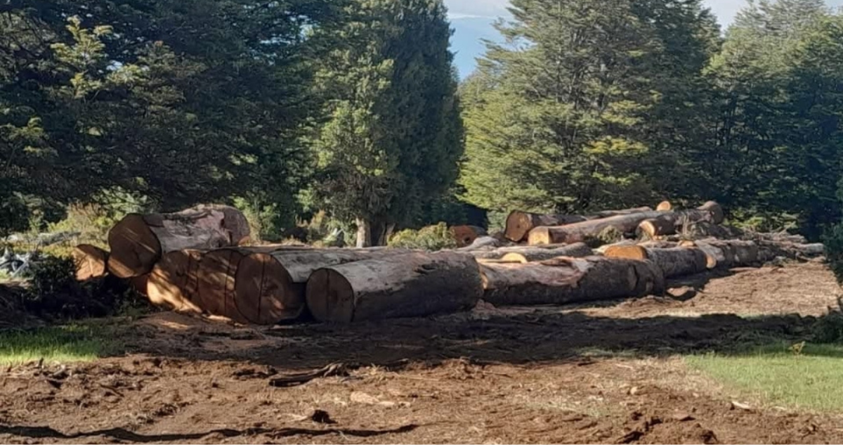 Conaf fiscalizará predio en que comunidad mapuche de Melipeuco acusa tala de bosque nativo