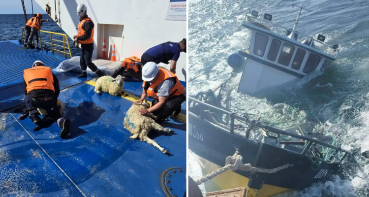 Embarcación volcó corderos