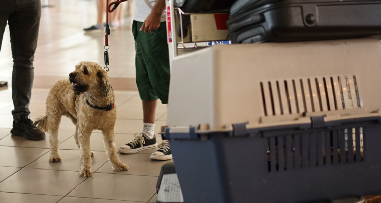 De cara a las vacaciones: qué documentos necesito para viajar con mascotas fuera de Chile
