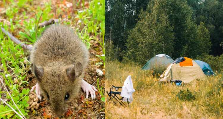Previene el virus Hanta este verano: consejos para cuidarse en las vacaciones al aire libre 