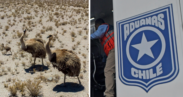 Aduanas incauta huevo de ñandú encontrado en pertenencias de turista argentino en Chile Chico