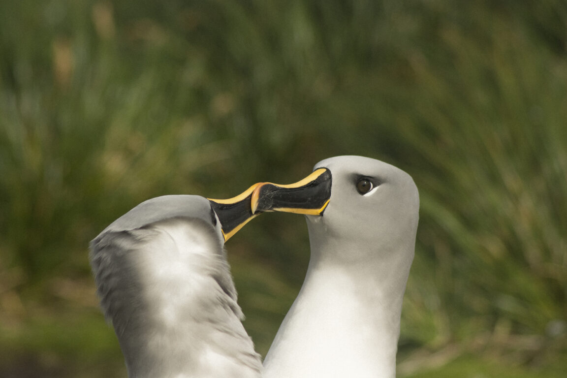 Albatros de cabeza gris