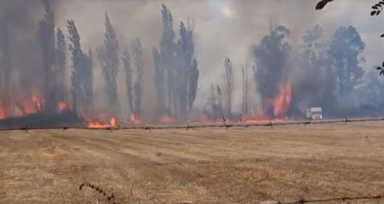 Alerta Roja por incendio forestal en Chillán