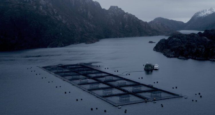 Caso Australis: el millonario perjuicio que habría dejado la venta de salmonera a la china Joyvio