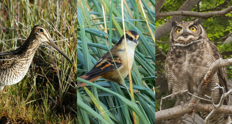 Fotos de algunas aves australes que habitan en Chile, como la becacina, el rayadito y el tucúquere