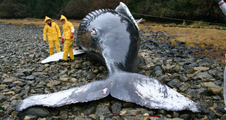 Foto de una ballena varada para ilustrar las muertes de ballenas en Chile