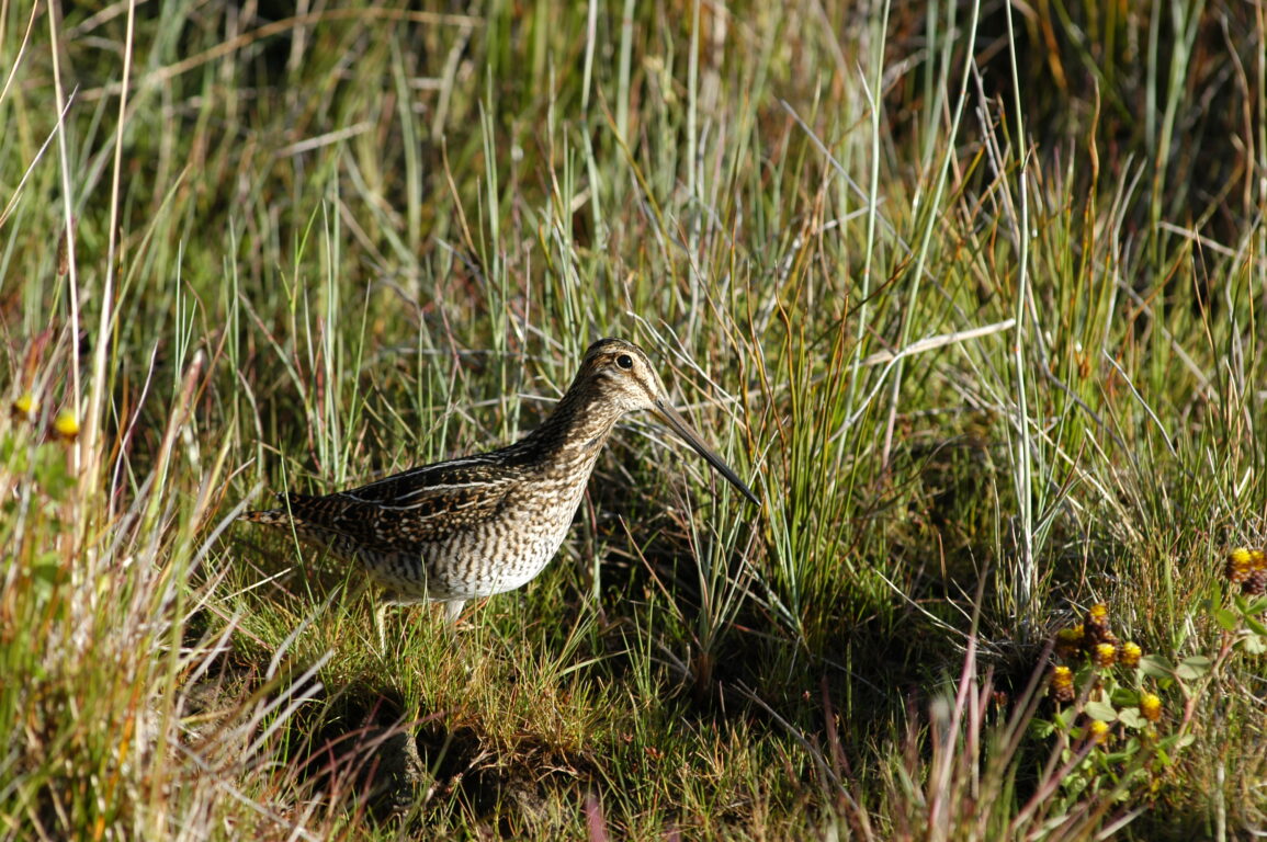 aves australes de Chile