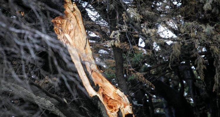 Estación Central deberá pagar $2 millones a transeúnte que le cayó una rama de árbol en una plaza