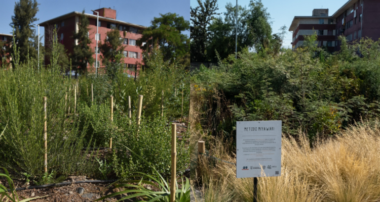 Calor en Santiago: demuestran que árboles pueden bajar temperatura hasta en 20°C versus el pavimento