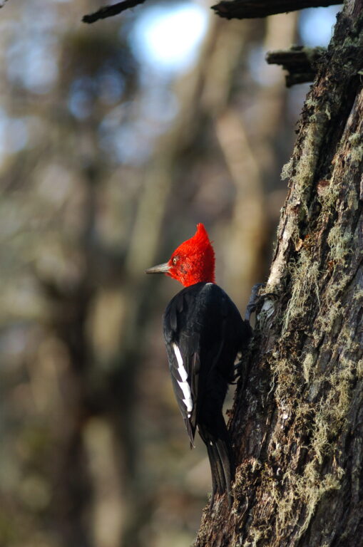 Pájaro carpitero