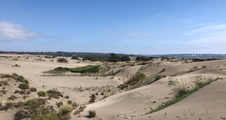 Presentan 2 denuncias contra EFE por labores de construcción que estarían amenazando a aves en Ritoque