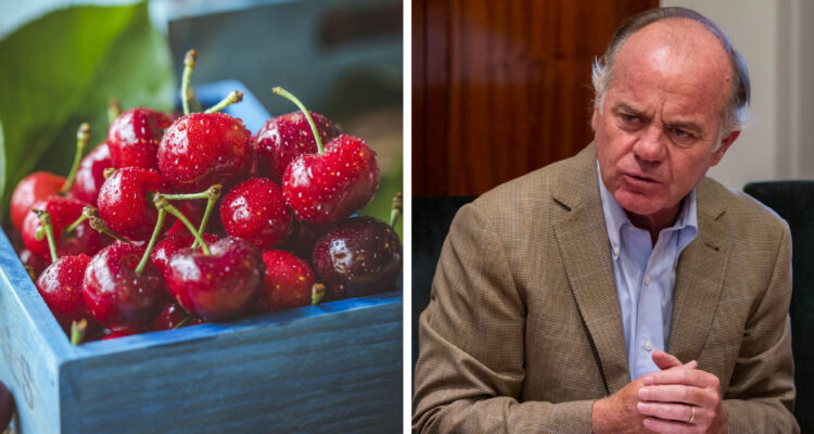Exceso de cereza chilena en China: SNA prevé que los precios “no van a repuntar” a los del 2024