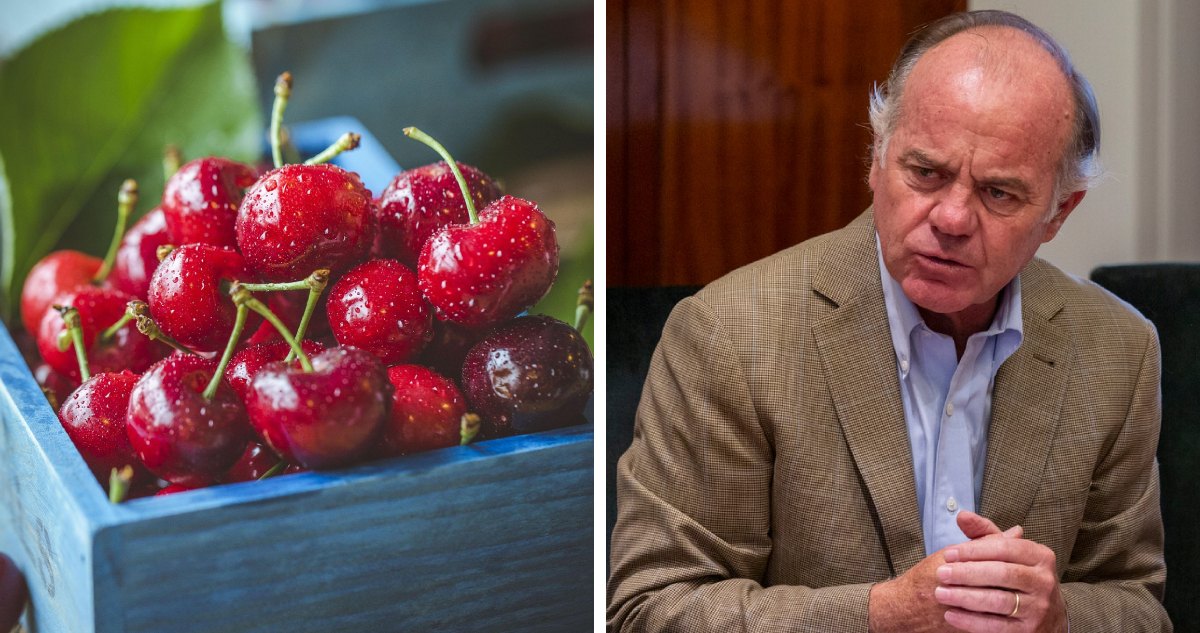 Exceso de cereza chilena en China: SNA prevé que los precios “no van a repuntar” a los del 2024