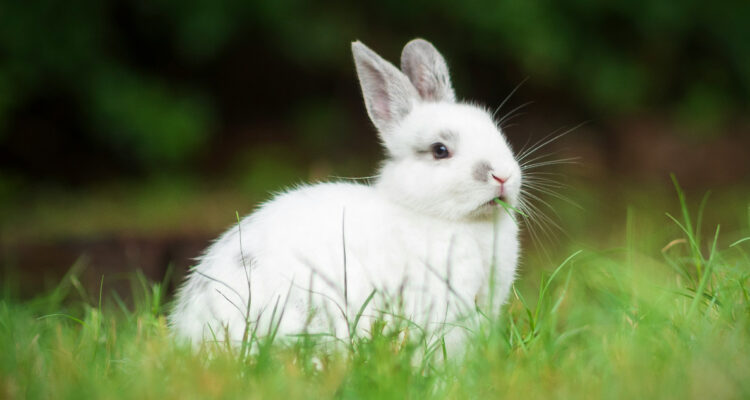 Foto de un conejo blanco para ilustrar noticia sobre la ley 21.646
