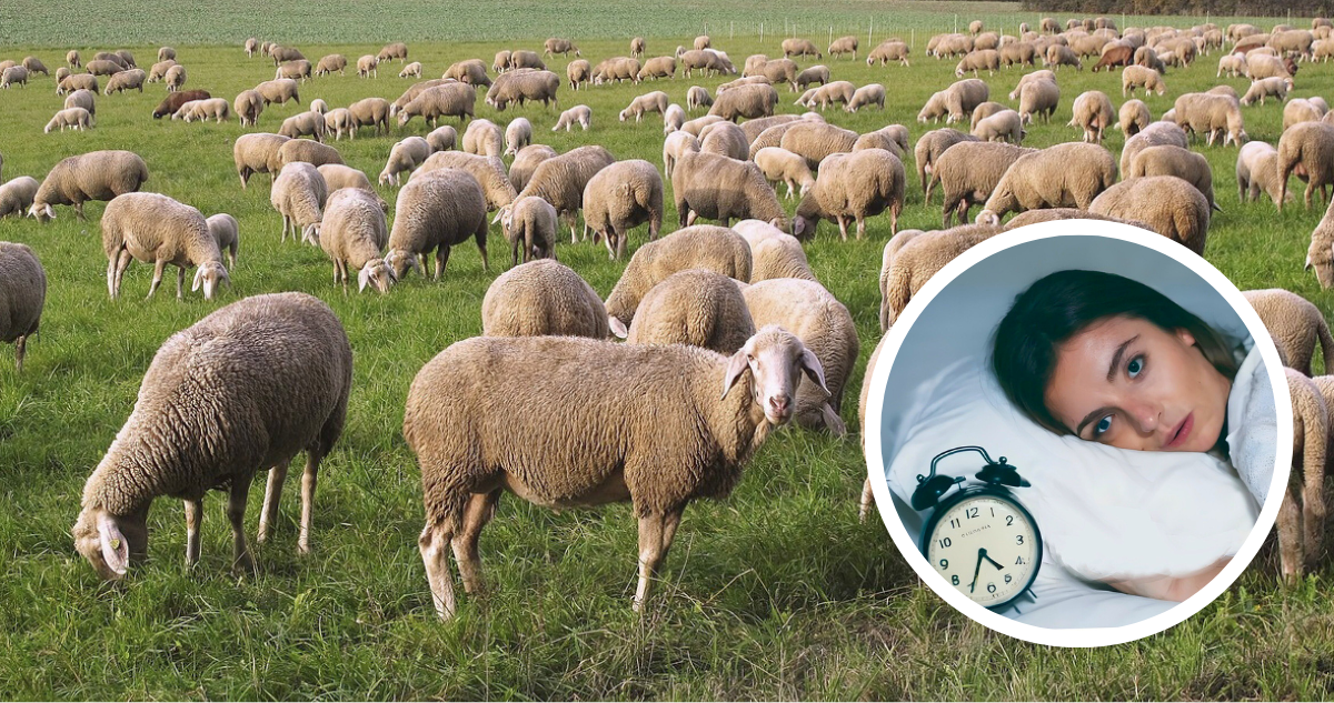 El muy antiguo truco de contar ovejas: ¿De donde surge? ¿Es realmente efectivo?