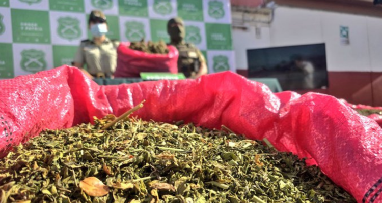 cultivo de marihuana