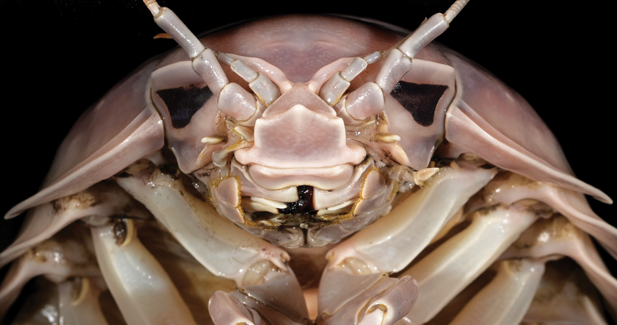 Insecto marino gigante recién descubierto apodado Darth Vader