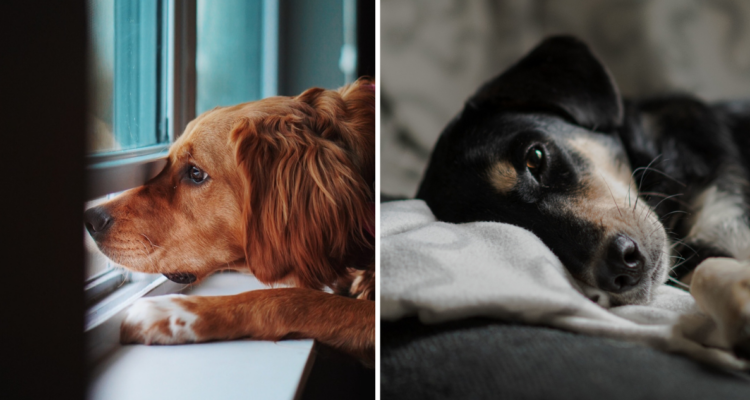 Síntomas de depresión en perros.