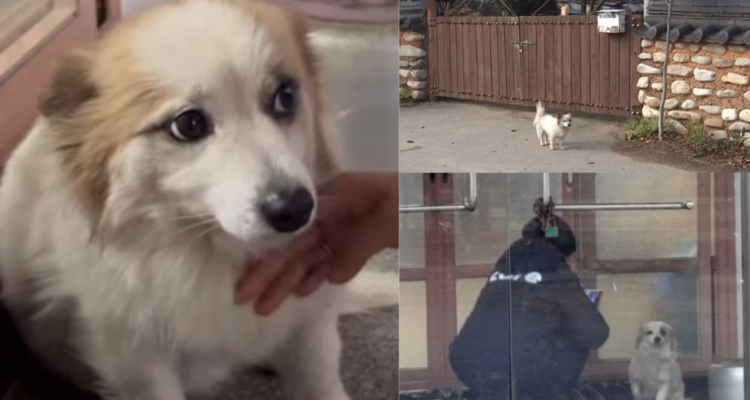 La lealtad de Pudding: el perro que espera a su familia tras un accidente aéreo