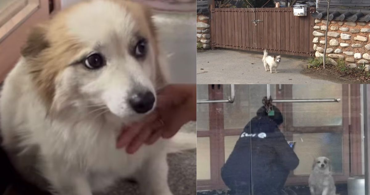 La lealtad de Pudding: el perro que espera a su familia tras un accidente aéreo
