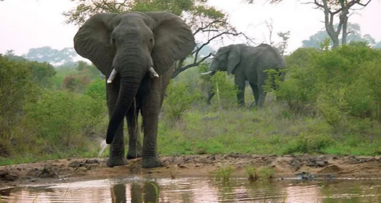 Elefante mata a turista