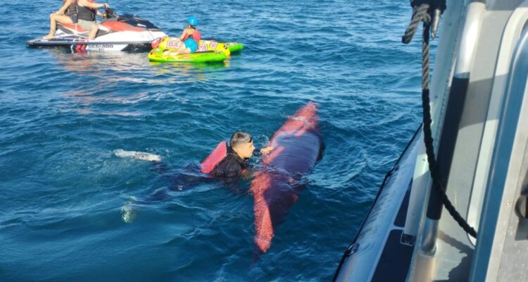 Encuentran kayak en medio de búsqueda de joven desaparecida en Lago Villarrica