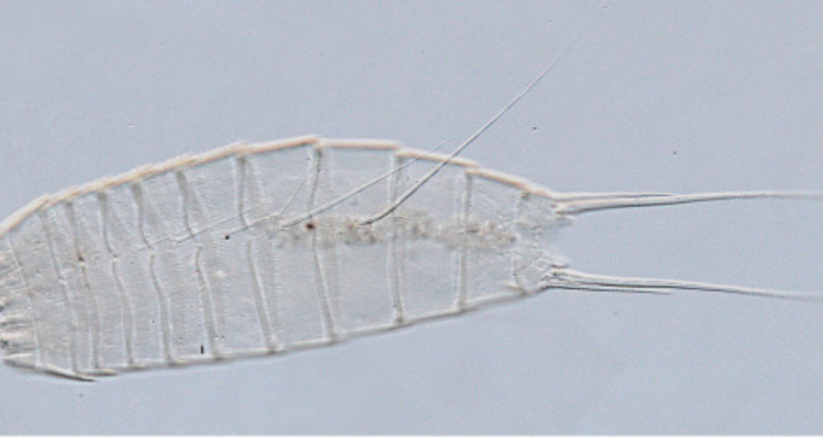 Estaba a 6.000 metros de profundidad: encuentran una nueva especie de dragón del fango en el polo sur