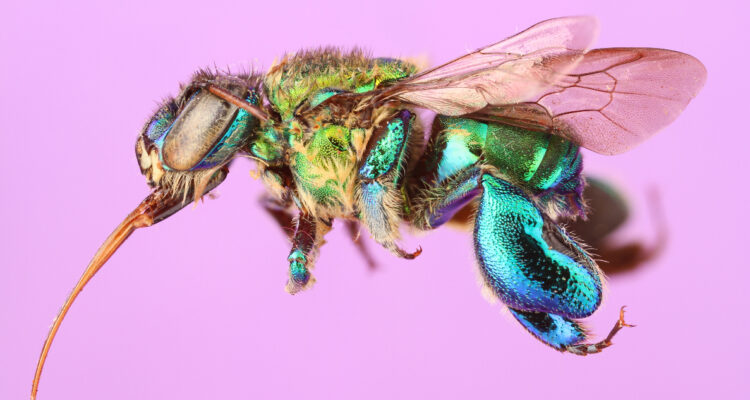 Abeja Euglossini