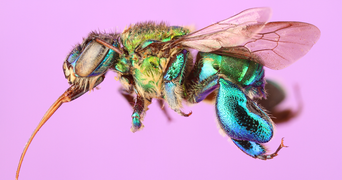 Abeja Euglossini