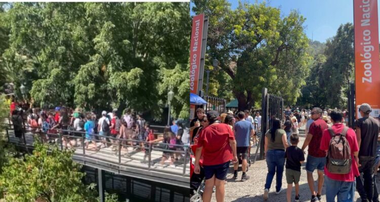 Incidente en recinto de chimpancés obliga evacuación del Zoológico Nacional