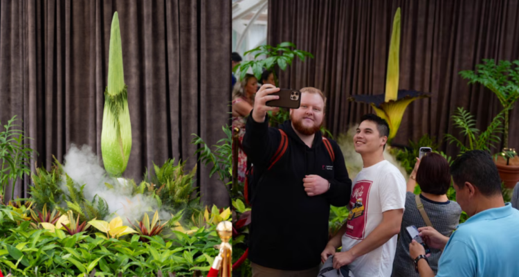 Miles de personas presencian florecimiento de “Putricia”, una apestosa ‘flor cadáver’ en Australia