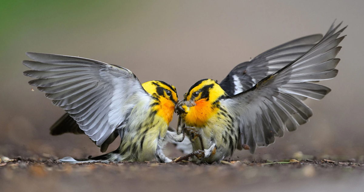 fotografia aves