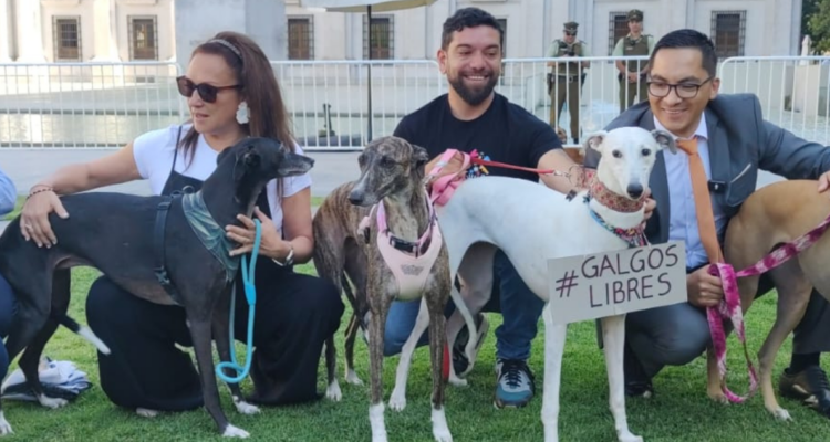 galgos