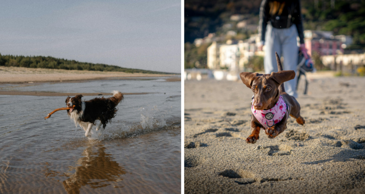 Garantiza su completa salud: Experto da consejos para cuidar a tu mascotas durante viajes a la playa