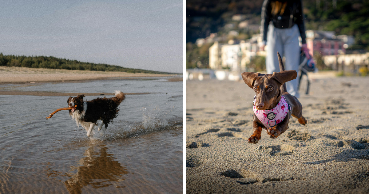 Garantiza su completa salud: Experto da consejos para cuidar a tu mascotas durante viajes a la playa