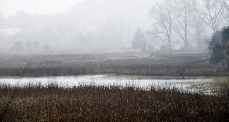 Santuario de la Naturaleza Humedales de Angachilla por nueva mesa ténica