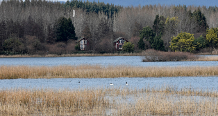 Imagen de humedal en la ciudad de Valdivia
