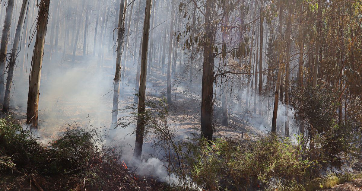 Continúa combate de incendio forestal en San Javier: al menos 1623 hectáreas consumidas por el fuego