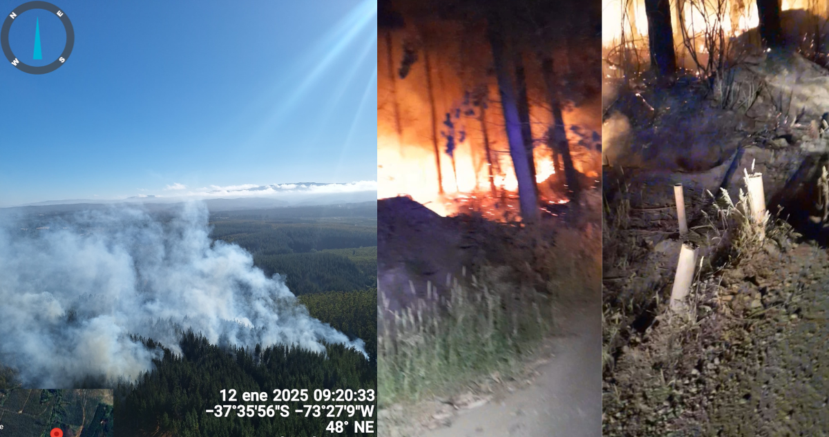 Incendios forestales intencionales en Los Álamos