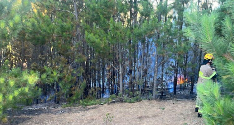 Senapred ordena evacuar sector de Paredones por incendio forestal en la región de O’Higgins