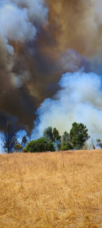 Amplían Alerta Roja de Quirihue a Ninhue por incendio forestal que ha consumido 200 hectáreas