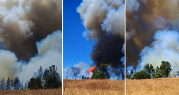 Amplían Alerta Roja de Quirihue a Ninhue por incendio forestal que ha consumido 200 hectáreas