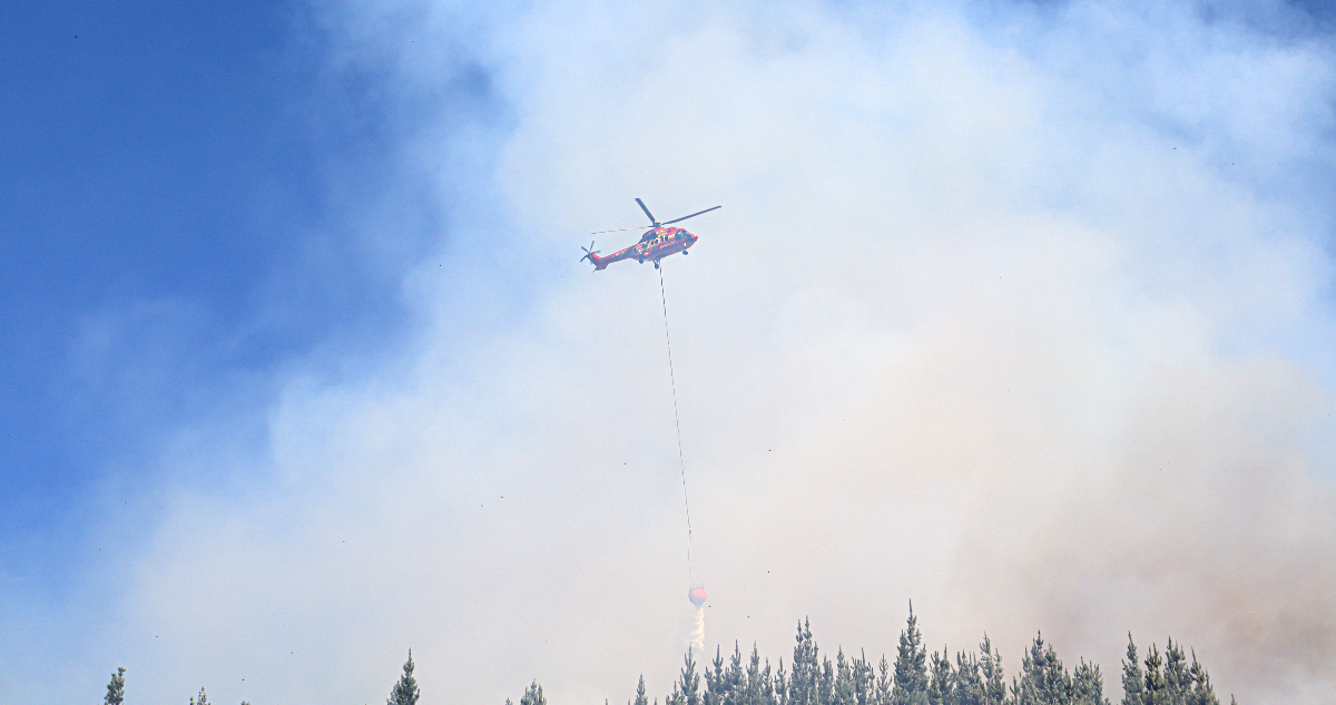 Preocupación en la región del Bío Bío, y en comuna de Penco, por incendios forestales intencionales