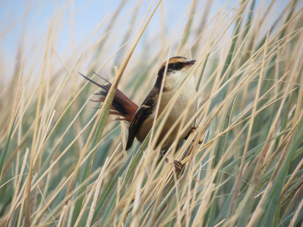 aves australes de Chile