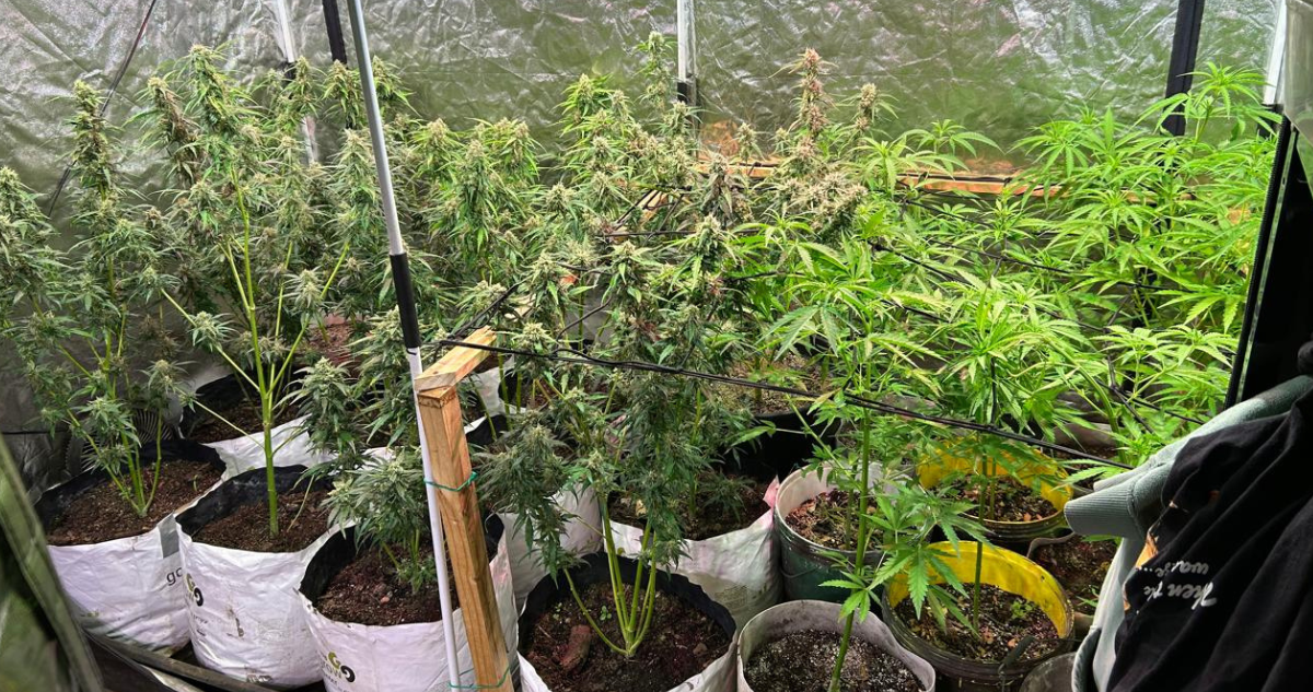 Plantas de marihuana halladas en laboratorio clandestino ubicado en Pucón