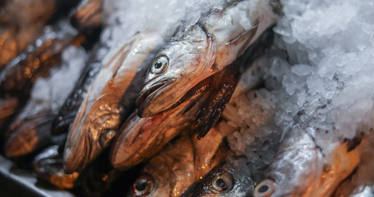 Autoridades del Minsal llaman a la precaución al comprar productos del mar ante temperaturas extremas