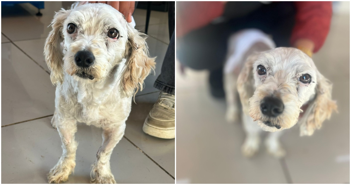 Muere Navidad, perro rescatado tras brutal ataque en Puerto Montt