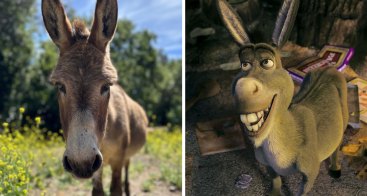 Muere Perry, el asno que inspiró al Burro de Shrek