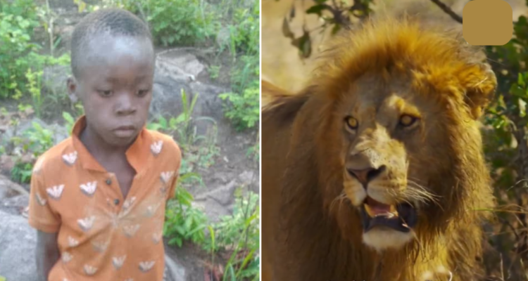 Niño entre leones en Zimbabue