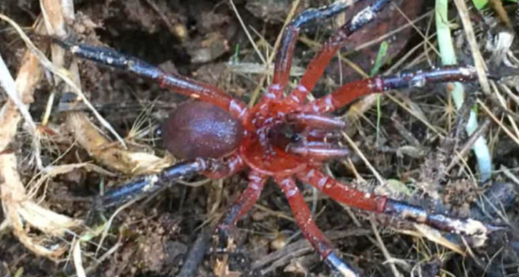 Calathotarsus gigas: Arancnólogos chilenos describen una nueva araña en el país